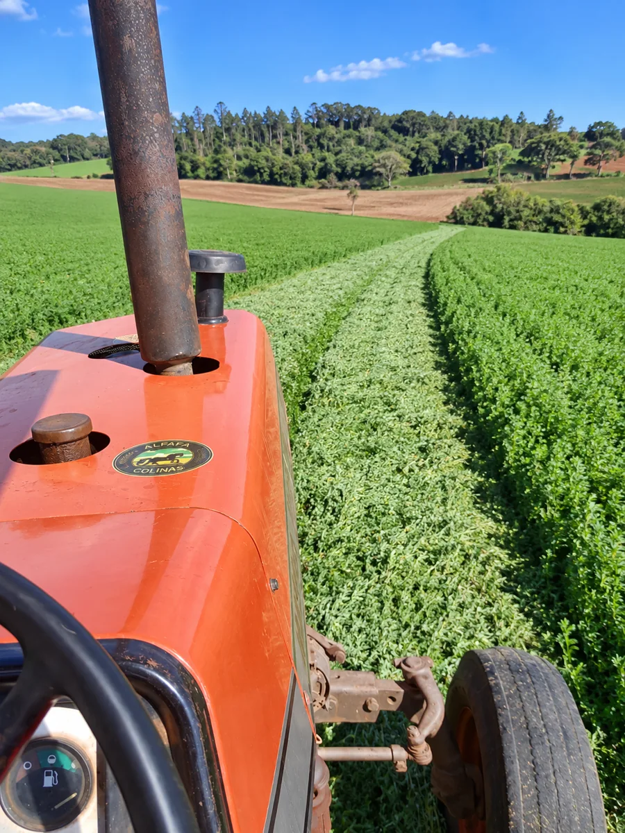 Registro da produção de alfafa no campo